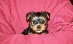 I have 2 very adorable ckc registered yorkie puppies left. 1 female for 600.00 and 1 male for 500.00. They have had their tails docked and dewclaws removed. They have been dewormed and had their first shots. They are 9 weeks old. Mother and father are