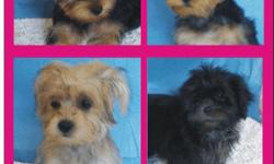 12 WEEK OLD PUPPIES READY NOW DISTEMPER SHOTS AND WORMED UP TO DATE
REPLY TO PRBYPENNY@YAHOO.COM :)