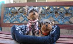 HAVE 2 LEFT OUT OF THE LITTER THERE READY TO GO.. THERE BOTH FOR SALE FOR 800 DOLLARS EACH OUR YORKIES COMES WITH THE FOLLOWING NEW BED OUTFIT FOOD WATER SHAMPOO POPPY BAGS POPPY PADYS THERE CKC PAPERWORK RECORD SHOT BOOK INFO FOR U ..CERAMIC BOWL SET