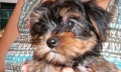 Registered Yorkies, males & females $450 to $750. Neutered male Shih Tzu puppy $350. Male Chihuahua $400. Males---Cavachon $225, Bich Poo $250, Cavapoo $350, Shorkie $375,. Female Cockapoo $425. Possible reasonable priced delivery this week.