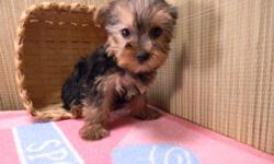 Registered Yorkies, males & females, $350-$850. AKC Shih Tzu, already nuetered $300. Shorkies $300-$400. Morkies $450 & $550. Black Brussels Griffon $500. Shots to date. Possible delivery. 740-294-7723