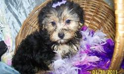 YORKIPOOS are a designer breed. It is a cross between a yorkshire terrier and a toy poodle. Please visit our website for additional photos. www.luvdgpuppies.com Contact information for more questions is 630 202 1451 or 630 202 5537 email: