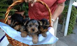 Yorkshire Terrier puppies
2 Female, 1 male. 2 1/2 weeks old.
1st and 2nd shots, dewormed.
Healthy puppies. Mom and dad are small in size.
If you like additional information please call me after 5:30pm
or text me.
() -