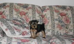 Tiny female yorkie ready for new home. 8 weeks Eating dry puppy food, Doing well on paper training. CKC reg. The mommy weighs 4 lbs & daddy 2.9lbs.She will be petite and small. E-mail for more information.