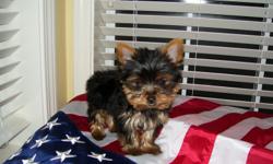 AKC Champion Bloodline Tiny Male. Dad is 3 3/4 lbs. Mom is 4 lbs. Baxter weighs just 1.8 lbs. @ 10 weeks old now. All shots, cert. FL health cert. and Vet exam. One-year health guarantee. Listed as Baxter on Puppyfind.com also. Please read breeder's