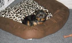 Yorkshire Terrier (Female) She was born November 8, 2010. She is an adorable dog and great with kids. Our lifestyle has made it difficult to have a dog. $$400 and that includes cage, clothes and carriers. Heathly, spayed and all shots are current.
