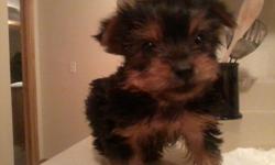 I have one male Yorkshire Terrier puppy looking for a new home for Christmas! He was born September 26, 2012 and will be ready to go home with you on November 21, 2012. He is current on all shots and wormings and will come with a clean health certificate
