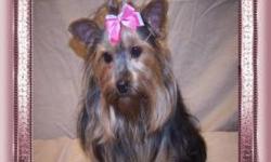 AKC Champion Lineage Female 6lb Yorkie, recently spayed looking for a new forever home. Great family pet. Loves children. Call for more info.
