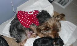 Male Purebred Yorky 13 weeks old. Vaccinations and deworming done. Will be small, 3 - 5 pounds. Very sweet. Ready to go to the right home. You are welcome to visit! (360) 410-6878. Gwyneth.
