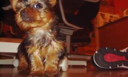 YORKSHIRE TERRIER PUPPIES-AKC REGISTERED First shots, wormed, includes health guarantee. Family raised. Will be very small. Females Ready for Christmas $700 each 561-417-3114