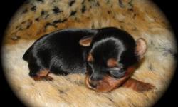 Yorkshire Terrier Born on April,29.2011 She will weigh 4-6 pounds full grown CKC registered and she will come with a puppy kit, first shots, de-wormed will be ready for new homes around June,17,2011
Now taking non refundable deposit of $100.00 down to