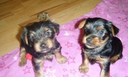 I have two male yorkie pups born on December 15, 2010, who are registered with papers. Will be ready for their new home by Valentines Day. Tails have been docked and dew claws removed. First shots, deworming and vet check will be provided before going to