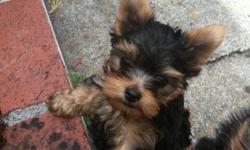 We have Yorkies born 2/20/11!!!! 2 Tiny AKC Registered Male
Yorkshire Terriers. Estimated weight to be 3.5 to
4.5 lbs full grown.
Dam 4 lbs Sire 3 lbs. dewclaws removed, tail
docked, Located in No. California. Please call for
more information about these
