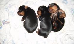 1 Teacup Male Yorkies AKC, with full paper's, $800.00 , and $1,000.00 for Female. ready now for pickup. Call after 5pm weekday's. anytime on weekends. 619-270-7907. The picture of the 2 is mom and Dad. San Diego Area please call for appointment. Phone