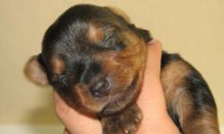 We have a CKC registered male Yorkshire Terrier puppy that was born on April 25, 2011. He is ready for adoption. He has had his tail docked and dew claws done. He is such a love bug!!! If interested, please call 623-262-4584!!