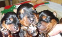 Male yorkie puppies. Small size. CKC registered. Taking deposits now. Please call -- or --