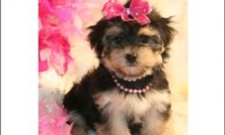 I currently have 4 males and 2 females Yorkshire Terrier puppies. All puppies have been vet checked and have their current shots, worming, and their microchip. Puppies are 11 to 12 weeks old. Puppies will be around 4 1/2 to 5 pounds grown. They are AKC