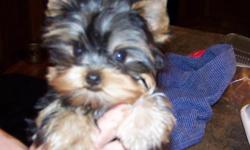 akc yorkshire terrier male puppy, should mature around 5 lbs. exceptional personality