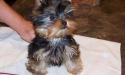 akc yorkshire terrier male pup, champiion sired, should mature around 5 lbs, exceptional personality, baby doll face