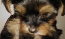I have Yorkshire Terrier Puppies that will be ready for their new homes just in time for Christmas!&nbsp; They are AKC registered. Their colors are black and tan.&nbsp; I have both male and female available.&nbsp; These puppies&nbsp;will be about 6 or 7