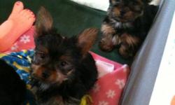 AKC Reg. Yorkie Puppies, Champion bloodline ,family raised with a lot of TLC These guys already have a lot of personality. Parents on premises,dad is the babyface yorkie with the short legs and stocky body, furry, weighing 5 lbs, mom weighs a little less.