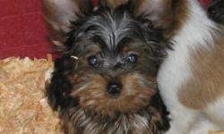 Males $1000., females $1200. SEATTLEPET? 256-740-8224 - Since 1976 - AKC Hobby Breeder group. Small breed puppies only. Right now the ladies have ready to go to their forever homes: YorkshireTerriers, Pomeranians, Maltese, Brussel Griffons, Chihuahuas,