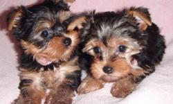 These puppies will warm your heart! As you can see from the pictures they are  adorable Yorkshire terrier puppies! they will not shed and should be easy to potty train since they are smart to learn! they are up to date on their shots and dewormings. they