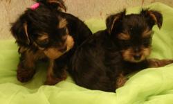 FEMALE YORKSHIRE TERRIER PUPPIES seven weeks old has had first shots and worm prevention registered with Americas Pet Registry Pedigree included.please call/text(325)691-1533