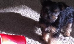 An adorable female Yorkie pup just 7 weeks old. Vet checked with shots and a good bill of health. This little girl we call Patsy is CKC registered and ready to go to a new home. Her parents the female was 6.3 pounds and the father was 5.4 pounds . CAll