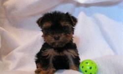 1 Male Yorkshire Terrier born on 5-17-11. UTD on shots and comes with a health warranty.
*?* Credit Cards Accepted (Visa/MasterCard????)
** Financing Available (Please Inquire)
** Shipping Available
** Microchipped?? ?
** APRI Registered
For More Info