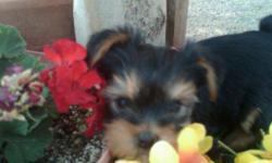 These Yorkshire terriers are full bread with AKC papers. They have already all had their first set of shots. There are three puppies in total. One girl, Pixie, being sold for 1000, and two boys, Duke and Butch being sold for 800 each. They were all born