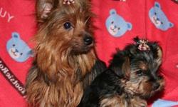 Male Yorkshire terrier pups start at $550 and females start at $700. All pups have their first shot and worming. These pups are well socialized with other pets and children. 303-648-9777