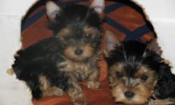 AKC yorkie puppies, males and females. All out of champion quality bloodlines. If you have been looking for a nice yorkshire terrier look no more, because you found them. I have been raising yorkies now for sixteen years and they are all raised under foot