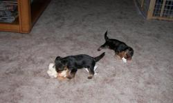 Yorkshire Terrier?s
Beautiful Toy size Puppies
Born 04/08/2011, weight @ birth 1 1/2 oz.?s
2 Males, 2 Females
Father weights 4 lbs. Mother 5 lbs.
Papers, Shots & warming started
Very playful and fun, excellent company
Will not be available until
