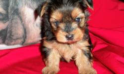 Yorkshire Terrier pups available. Paper training in progress. Call ready today. 336-996-1792