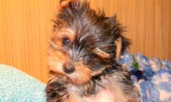 AKC Yorkie puppies, males & females, ears up & cute starting at $500. Shorkies, Morkies, Yorkie Poos starting at $250. WE also have other breeds of puppies available. Reasonable priced Delivery available.