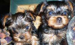 Gorgeous Blue/Gold Yorkie puppies CKC registered ready for adoption end of April. Will be 4 to 6 lbs. parents on site. Mom is 6.5 lbs and Dad is 3.0 lbs short nosed.Tails docked, dew claws removed and at 8 weeks 1st shots vet checked. email