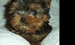 Beautiful yorkie babies Tiny and cute Males & females Champion pedigree's AKC reg. {FULL}
Nice to show or breed. I HAVE YOUR NEXT YORKIE BABY!!!