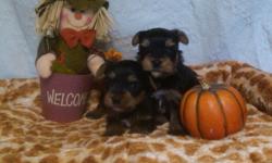 AKC registered (2) tiny blk/gold male puppies available. These little boys have been started on heartworm prev., given two sets vaccs and a seriers of dewormings. They will also come with a health guarantee. Mother is a 7 lb. blk/gold yorkie and father is