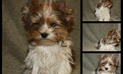 AKC Golden Part colored yorkshire terrier. &nbsp;DOB 6/4/2012 &nbsp;He has been neutered. Doggie door trained, very loveable. &nbsp;I also have several more to sell. &nbsp;Email for details
