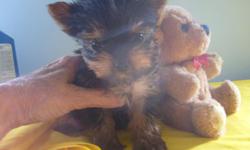This little yorkie is going to be little , he only weighs 1 lb at 8 weeks old . he has his shot , wormed and you will get a written guarantee with him, he is AKC. If you want a alittle one this is him . he is very sweet and likes to be held . So call and