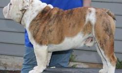 Champion Sired Red Brindle and White Bulldog male available. AKC Reg. Excellent confirmation, nice mover. Wonderful with children and other dogs, playful. Crate trained and housebroken. Loves tummy rubs and cuddling on the couch. $2000- cash
Also
