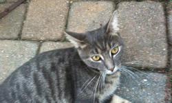 Female domestic shorthair kitten, approximately 6-8 months old grey Tabby found in Hanover Township, Bethlehem approx. 3 weeks ago. Very friendly, front declawed and may have had recent surgery. No microchip (checked at shelter). Hungry but otherwise in