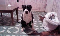 www.mandsbullies.weebly.com
got this boyy up forsale $200 (NO TRADES)
bloodline:gotti/edge
height:16 1/2
weight:55lbs
10 months old
good with kids
other dogs
cats
house broke
great dog
utd on shots and wormings
call 606 309 6823 "serious inquiries ONLY"
