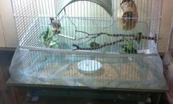 3 female and 2 male zebra finches with nice cage including cage skirt.